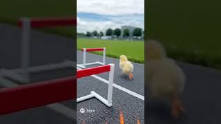 ひよこ大アクション(sora2生成動画) #cute