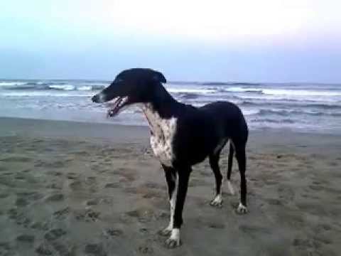 LAILA GALGO IN BEACH -- GALGA LAILA EN PLAYA