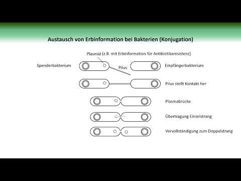 Austausch von Erbinformationen bei Bakterien (Konjugation) | BiologieKompakt