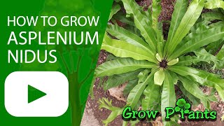 How to grow Asplenium nidus (Bird’s-nest ferns)