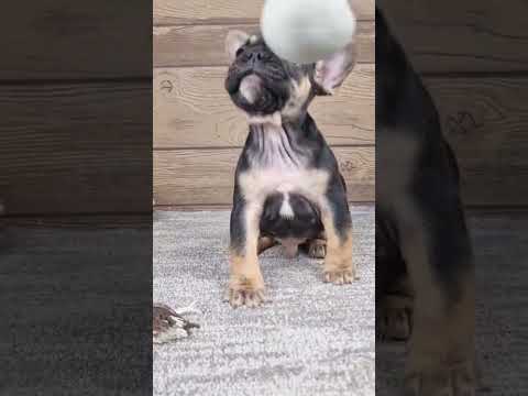 Video 1