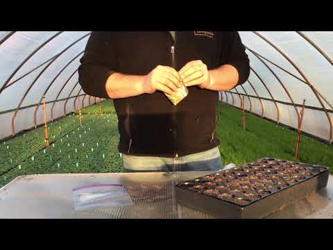 Planting Milkweed for Monarch Butterflies