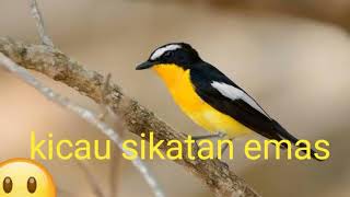 Download lagu kicau sikatan emas gacor mp3 Download lagu kicau sikatan emas gacor mp3