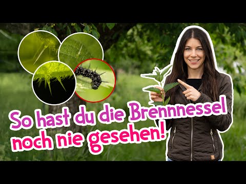Die geheime Superkraft der Brennnessel, die niemand kennt! 😳 #garten #brennnessel #wildkräuter