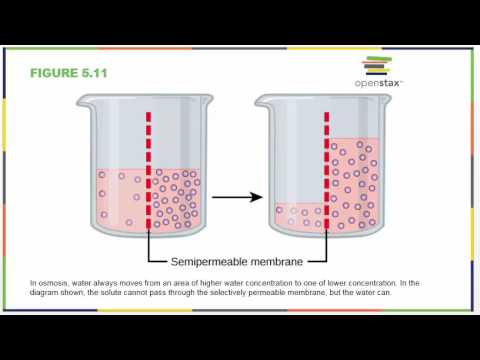 Biology 181 Chapter 5 OpenStax