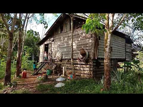 #Langkau Uma# suku Dayak di Pedalaman Kalimantan