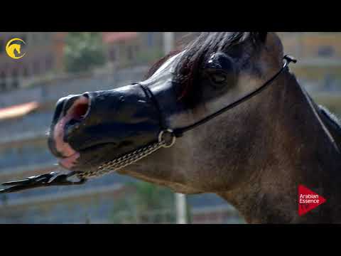 Menton 2017 - Class 1B