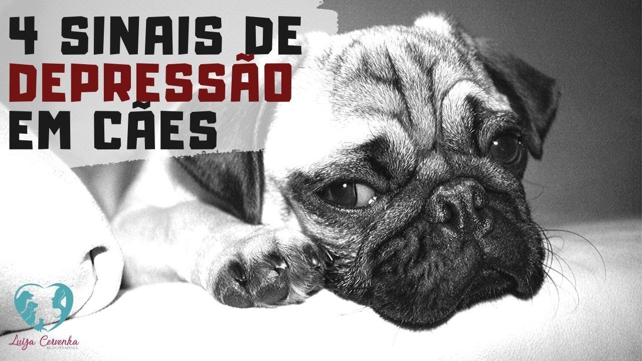 4 sintomas principais da depressão em cachorro, o que causa e como resolver