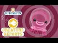 Octonauts Creature Reports Comb Jellies