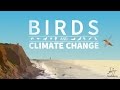 Climate Change and Birds - YouTube