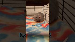 Download lagu Sensitive rat boggles like a cartoon character #rats mp3