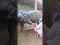 Buffalo Milking By Hand Buffalo Cow Farming Milk Animal