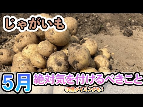 ジャガイモの収穫時期は何によって決まりますか？ 2つの期間があり、どちらを選択するかはあなたが決めます！  庭園