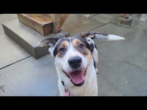 Bandit (ADOPTED!), an adopted Boxer & Husky Mix in Chicago, IL_image-1