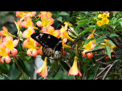 ゴライアストリバネアゲハ・メスの飛翔　Ornithoptera goliath