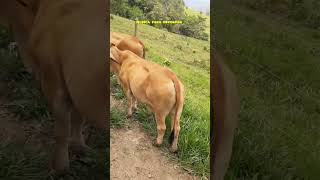 Pacas de a kilo ( Los Tigres del Norte )