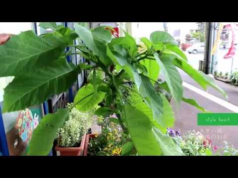 エンジェルトランペット 植物