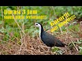 Suara Pikat Burung Ruak Ruak Durasi 3 Jam