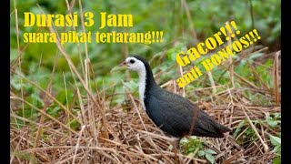 Download lagu suara pikat burung ruak ruak durasi 3 jam mp3
