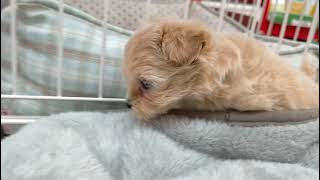 ハーフ犬の動画01