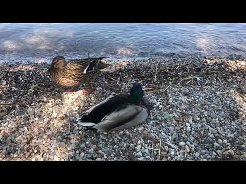 Anatre nel lago selvatiche