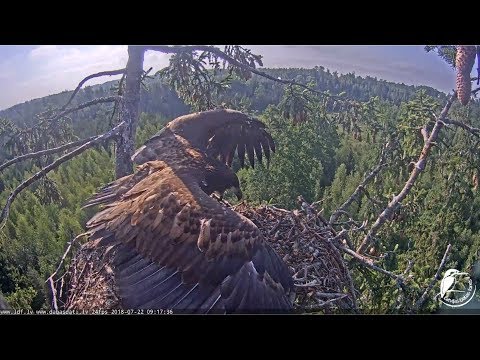 Jūras ērglis~Nest defending by Robis  9:15am 2018/07/22