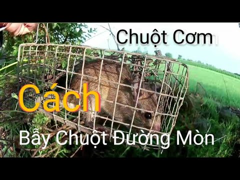 Cách Bẫy Chuột Cơm- Bẫy Chuột Đường Mòn Không Cần Mồi.#12..