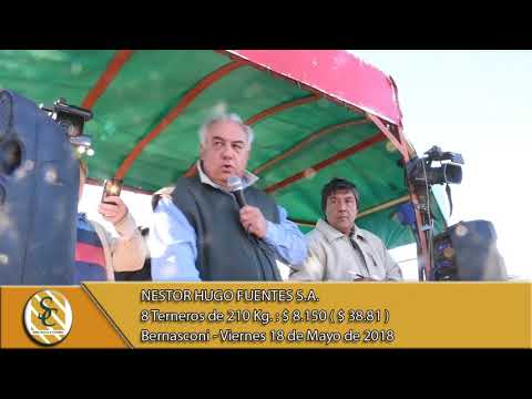 18-05-18 Venta de Terneros - Nestor H. Fuentes "18° Concurso del Ternero del Sur Pamp." - Bernasconi