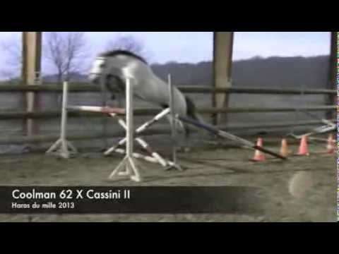 Coolman 62 X Cassini II