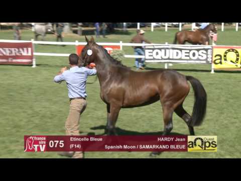 Show AQPS Le Lion 2016 : Lot 75 - Etincelle Bleue