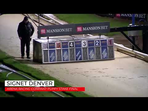Signet Denver - ARENA RACING COMPANY PUPPY STAKE FINAL