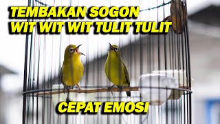 Download lagu TEMBAKAN SOGON DAN WIT WIT WIT TULIT TULIT  CEPAT EMOSI mp3