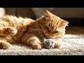 The Cutest Orange Cat Attack