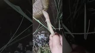 Download lagu THE SHOCK MAKES YOU TENSE, GUYS #sordadut mp3