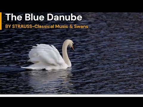 Beautiful Traditional Classical Waltz Music & Swans | 3 Hours | The Blue Danube by STRAUSS