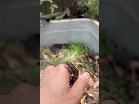 1986 年から 1990 年の間に記載された爬虫類の種のリスト - 定義