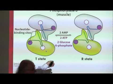 Kevin Ahern's BB 450/550 Classroom #1 for July 13 - Glycogen Metabolism I