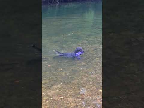 Jack enjoying the water!