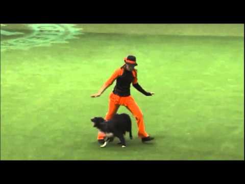 Cruft 2016 Lucie Plevová a Power Jump Aibara - 2.místo