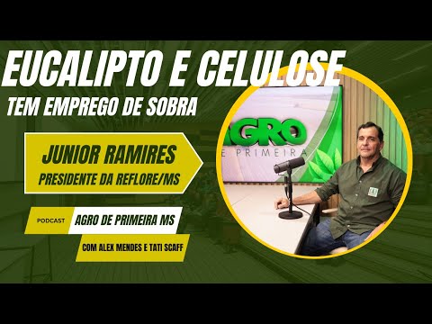 Em 20 anos, floresta de eucalipto cresceu de 80 mil ha para quase 2 mi