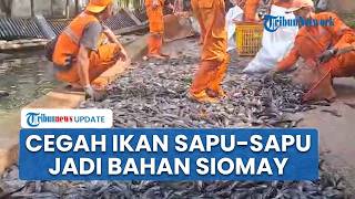 Rahasia Umum! Ikan Sapu-sapu Jadi Bahan Siomay, Sudin KPKP Bakal Sidak Rumah Produksi di Jakarta