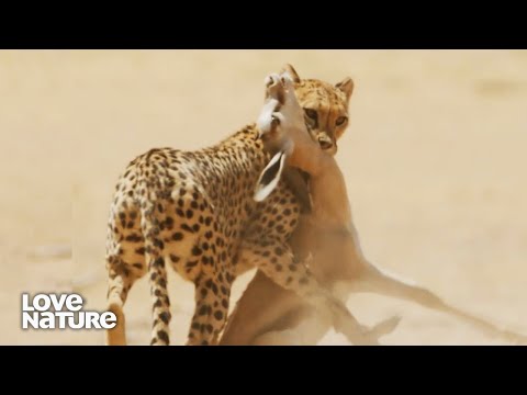 How Big Cats Hunt: Lions, Cheetahs, Caracals and Servals | My Wild Cats 101
