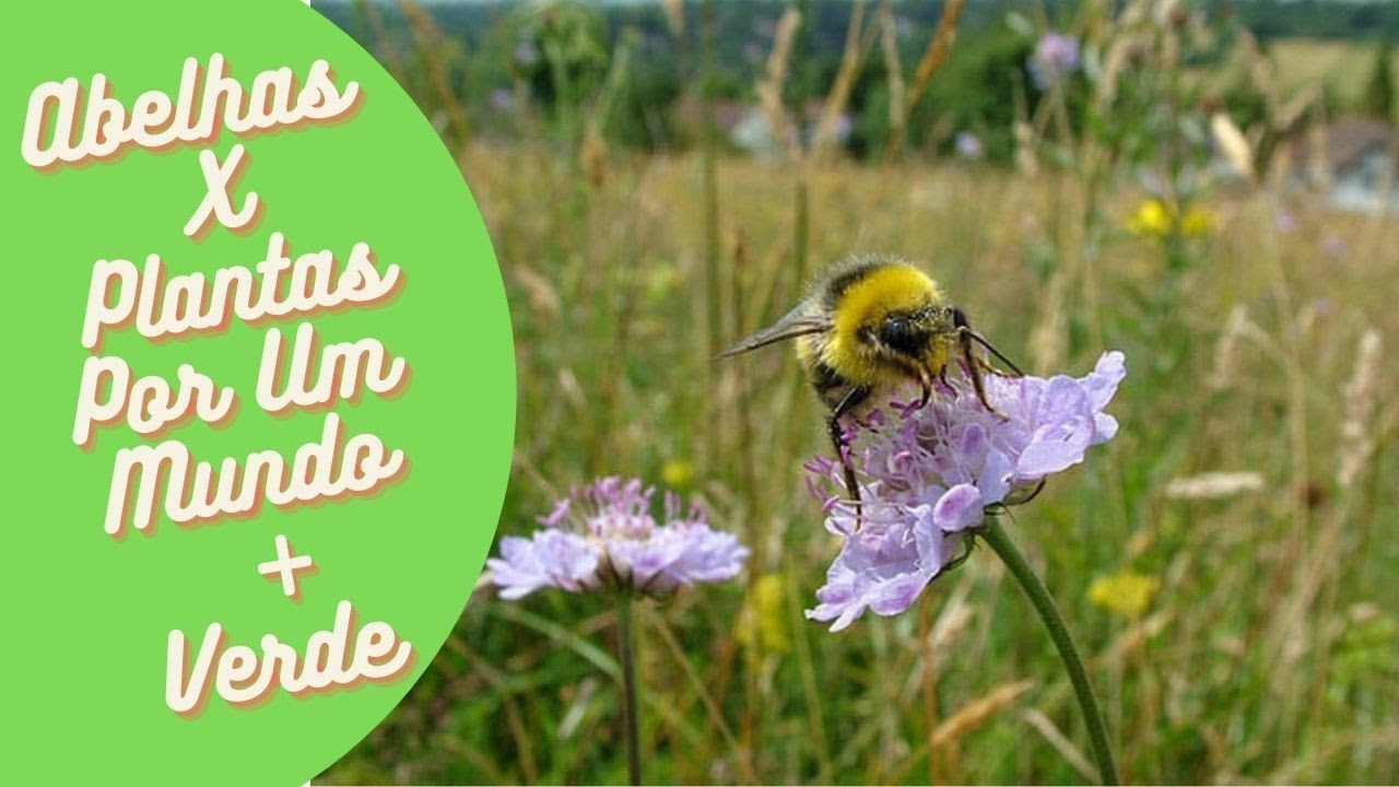 Deixando o mundo mais verde