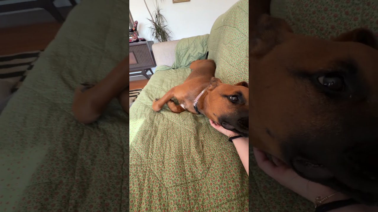 Ruby, an adopted mixed breed in Burbank, CA video 6/6