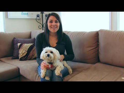 How to be a responsible pet owner