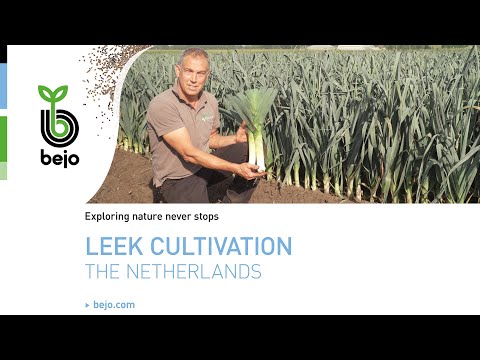 , title : 'BEJO | Leek cultivation'
