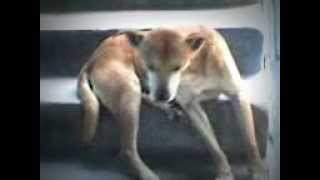 preview picture of video 'perro cabecea de sueno'