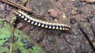 Intro - The Obsessives