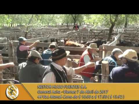 07-04-17 Venta de Gordo - Nestor Hugo Fuentes S.A. - Gral Acha.