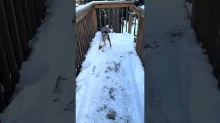 Video preview image #1 Australian Shepherd-Unknown Mix Puppy For Sale in Wakefield, RI, USA